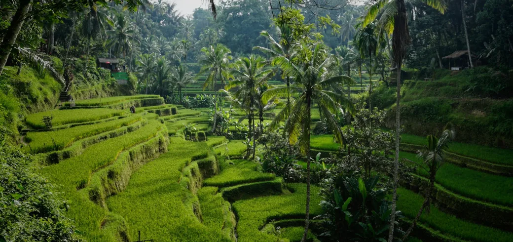 Lush terraced rice fields and palm trees on a green hillside in rural Indonesia.